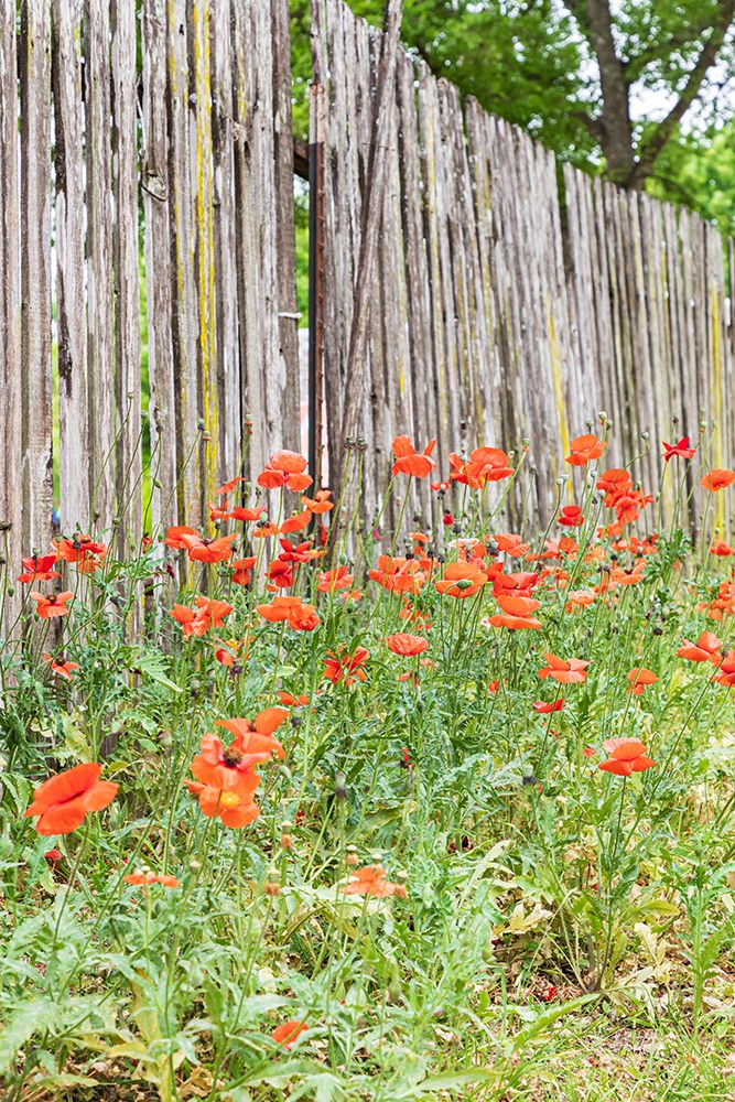Castroville-Texas-USA-Poppies and wooden fence in the Texas Hill Country